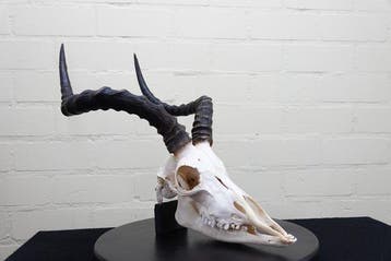 Impala d’Afrique de grande taille Crâne - Aepyceros melampus