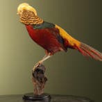 Fazant Taxidermie volledige montage - Chrysolophus pictus -