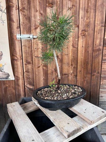Den bonsai (Pinus) - Hoogte (boom): 40 cm - Diepte (boom):