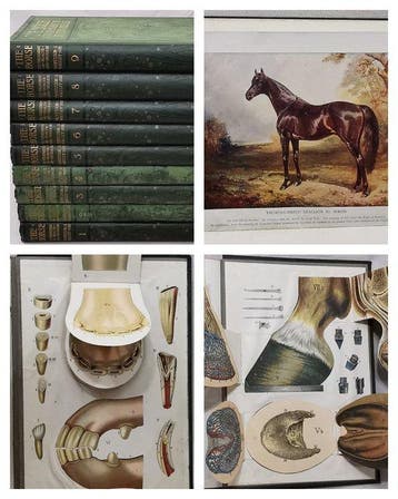 Prof. J. Wortley Axe - The Horse Its Treatment In Health And