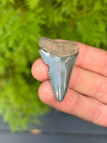 Haai - Fossiele tand - Carcharodon Carcharias - 4.58 cm, Verzamelen