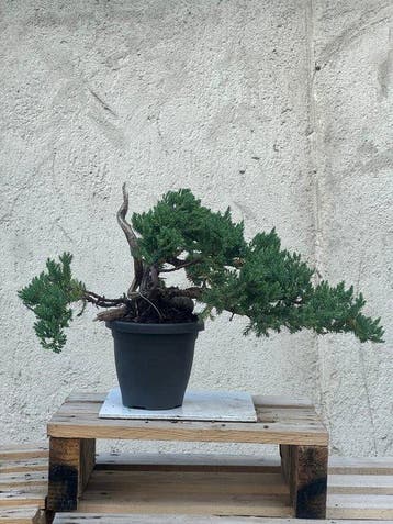 Jeneverbes bonsai (Juniperus) - Hoogte (boom): 19 cm -