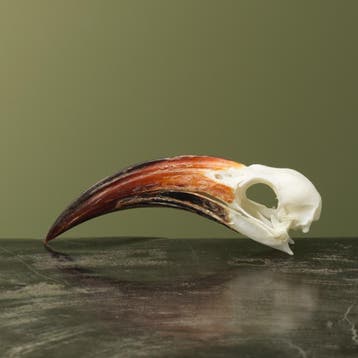 Roodsnaveltok M Schedel Taxidermie Opgezette Dieren By Max, Verzamelen, Ophalen of Verzenden, Nieuw, Vogel, Opgezet dier