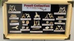 Hai, Mosasaurus, Enchodus, Corax en meer - Fossiele tanden -