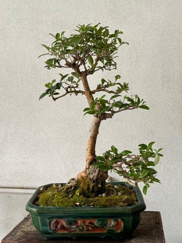 Bonsaï Troène (Ligustrum) - Hauteur (arbre) : 45 cm -