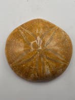 Fossiele zee-egel (echinoïde) – Gepolijst exemplaar met, Verzamelen