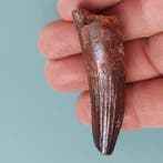 Dinosaurus - Fossiele tand - Spinosaurus aegyptiacus - 55 mm, Verzamelen