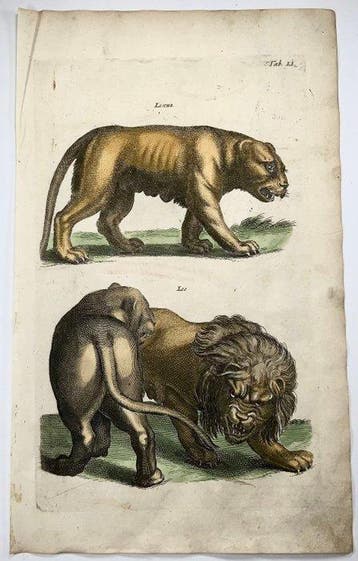 Matthäus Merian (1593-1650) - Folio engraving - Lion,