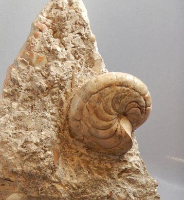 Nautilus - Gefossiliseerd dier - Aturia - 15 cm - 14 cm, Verzamelen