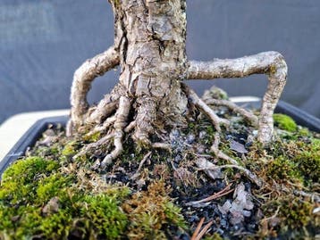 Den bonsai (Pinus) - Hoogte (boom): 41 cm - Diepte (boom):