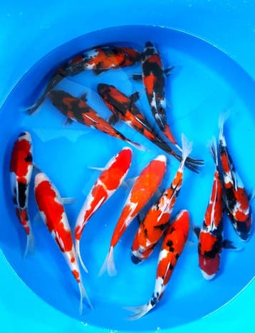 Hirasawa Marusei 27-32cm (Japanse Koi), Ophalen of Verzenden