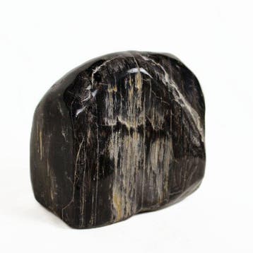 Versteend hout - Gefossiliseerd hout - Dipterocarpus - 22 cm