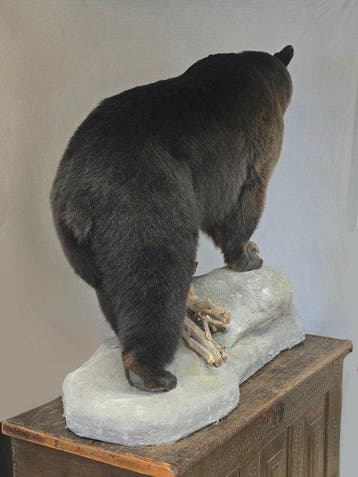 Zwarte beer Taxidermie volledige montage - Ursus americanus, Verzamelen, Nieuw