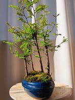 metasequoia bos in bonsaischaal - Hoogte (boom): 30 cm -