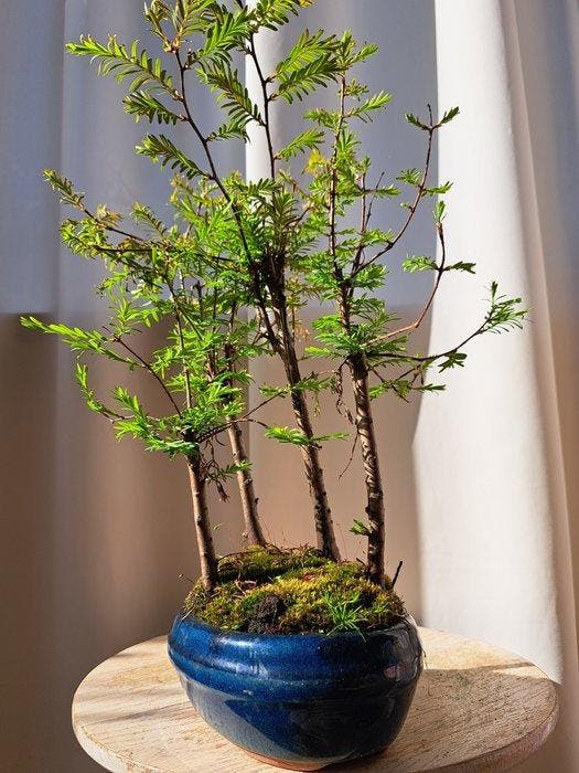 metasequoia bos in bonsaischaal - Hoogte (boom): 30 cm -, Antiek en Kunst, Curiosa en Brocante