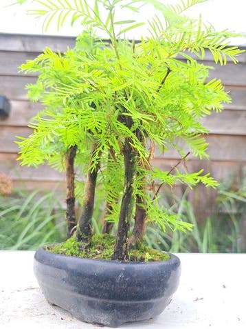 metasequoia bos in bonsaischaal - Hoogte (boom): 25 cm -