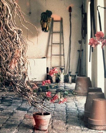 Horst P. Horst - Schlumberger Greenhouse, Guadeloupe 1971 ,