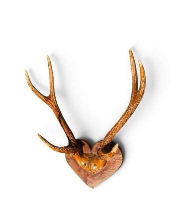 Edelhert Schedel met gewei - Cervus Elaphus - 43 cm - 35 cm