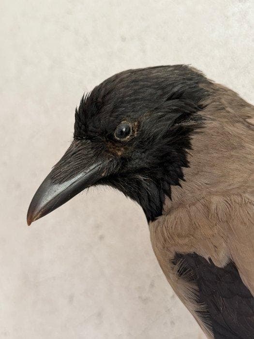 Bonte Kraai Taxidermie volledige montage - corvus cornix -, Verzamelen, Dierenverzamelingen