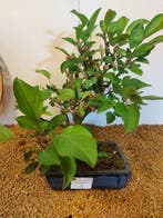 Malus domestica - Hoogte (boom): 30 cm - Diepte (boom): 26