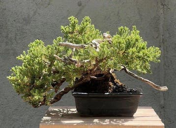 Jeneverbes bonsai (Juniperus) - Hoogte (boom): 15 cm -