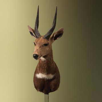 Bushbuck Taxidermie Opgezette Dieren By Max, Ophalen of Verzenden, Opgezet dier