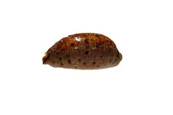 Lyncina (Cypraea) lynx - Lynx-schelp - Uitzonderlijk GEM