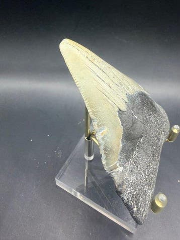 Megalodon - Fossiele tand - Carcharocles megalodon - 8.1 cm, Verzamelen