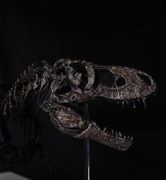 Tyrannosaurus Taxidermie volledige montage - REPLICA, Verzamelen, Mineralen en Fossielen