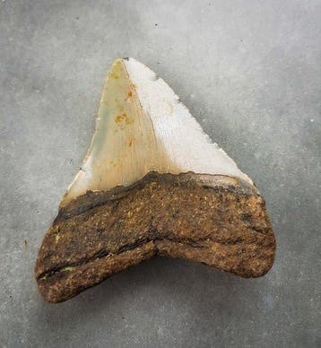Megalodon - Fossiele tand - 100 mm - 83 mm