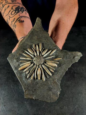 perfect fossiel van een zee-egel in matrix - Gefossiliseerde, Nieuw