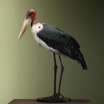 Afrikaanse Maraboe Taxidermie Opgezette Dieren By Max, Verzamelen, Ophalen of Verzenden, Nieuw, Vogel, Opgezet dier
