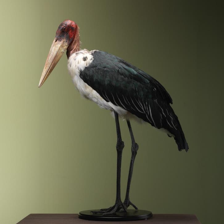 Afrikaanse Maraboe Taxidermie Opgezette Dieren By Max, Collections, Collections Animaux, Enlèvement ou Envoi
