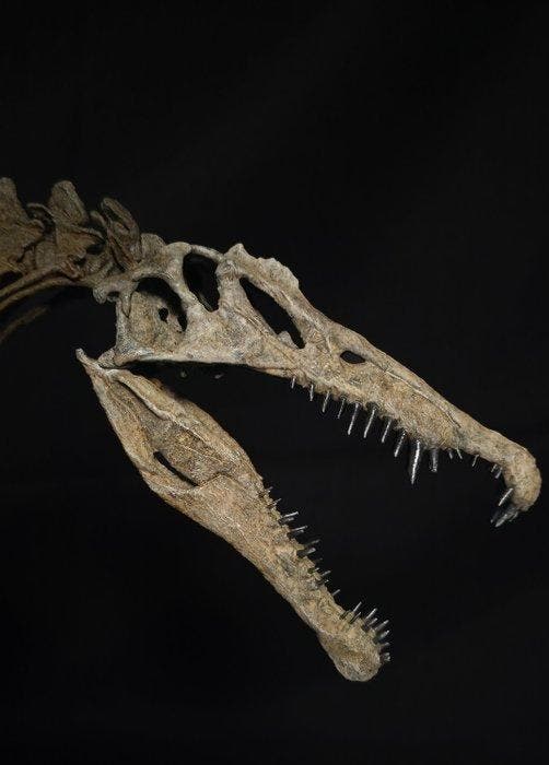 Spinosaurus Taxidermie volledige montage - Replica -Complete, Collections, Minéraux & Fossiles
