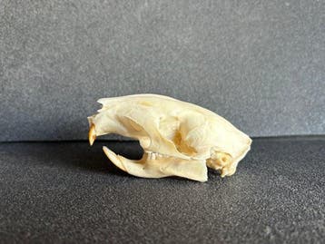 Athérure Africain Schedel van een zoogdier - Atherurus, Collections, Collections Animaux
