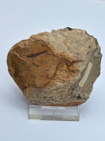 Neolithisch Silex Vuursteen schraper - 75 mm (Zonder