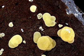 Calcite jaune sphérique de haute qualité pour musée sur
