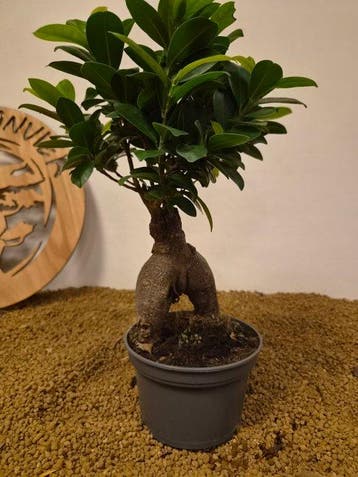 Bonsaï Figuier (Ficus) - Hauteur (arbre) : 32 cm -