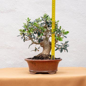 Bonsaï Olivier (Olea europaea) - Hauteur (arbre) : 26 cm -
