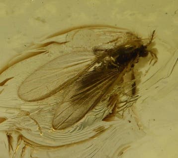 Ambre baltique - 2× Chironomidae détaillés (mouche