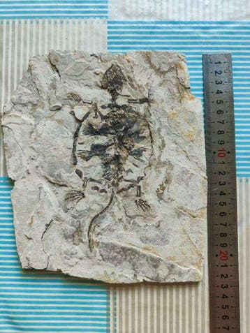 Schildpad - Gefossiliseerd dier - Manchurochelys - 23 cm -