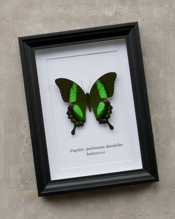 Vlinder Taxidermie volledige montage - Papilio palinurus, Verzamelen, Nieuw