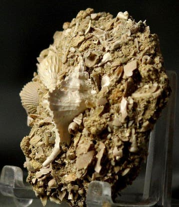 Uitzonderlijke fossiele schelp - Grote maat - Op originele