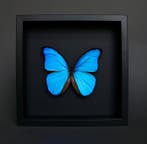 Vlinder Taxidermie volledige montage - Morpho didius - 23 cm