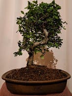 Bonsaï Orme de Chine (Ulmus parviflora) - Hauteur (arbre) :