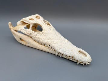 Nijlkrokodil Schedel - Crocodylus niloticus - 7 cm - 11 cm -