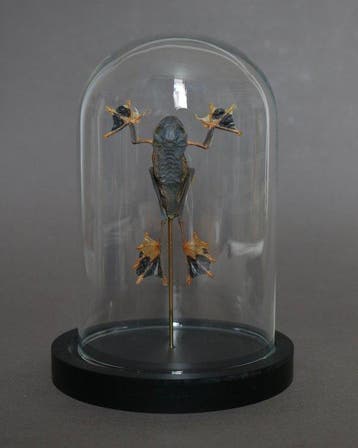 Kikker Taxidermie volledige montage - Racophorus reinwardtii