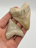 8 dents de requin blanches rares de Bone Valley - Dents