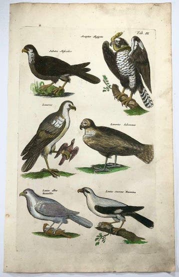 Matthäus Merian (1593-1650) - hand coloured folio, birds: