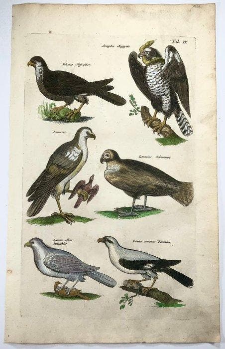 Matthäus Merian (1593-1650) - hand coloured folio, birds:, Antiek en Kunst, Antiek | Boeken en Manuscripten